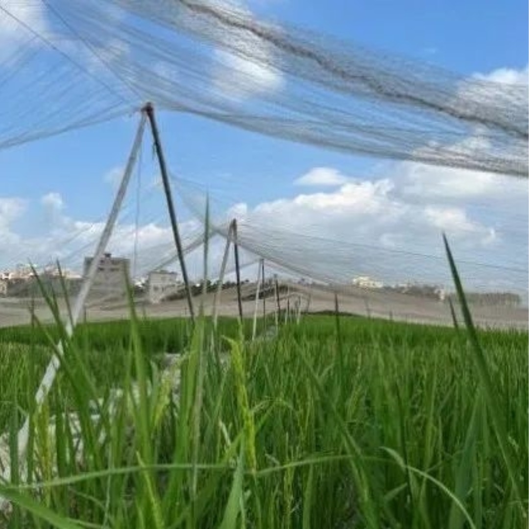 Anti Bird Net για Ρυζοχώραφο